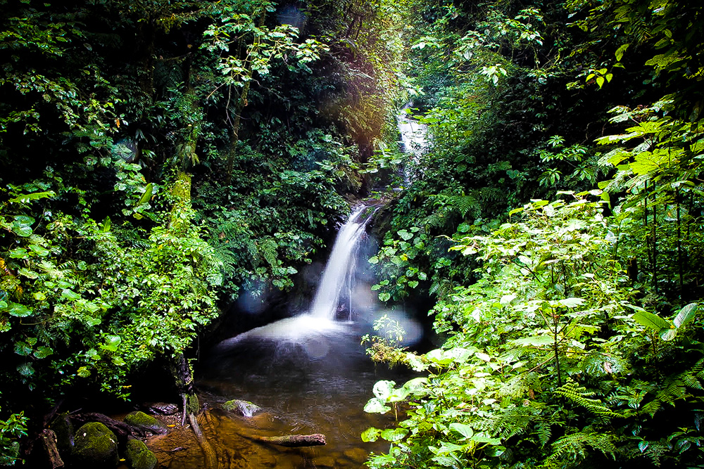 monteverde-cloud-forest-biological-reserve-monteverde-cloud-forest